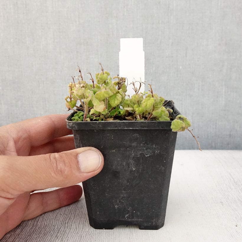 Esemplare di Scutellaria indica var. parviflora Parviflora Vasetto da 8/9 cm consegnato in estate