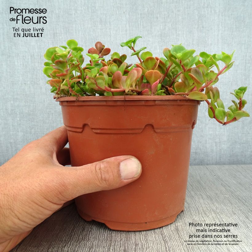 Esemplare di Sedum album Coral Carpet - Borracina bianca Vaso da 2L/3L consegnato in estate