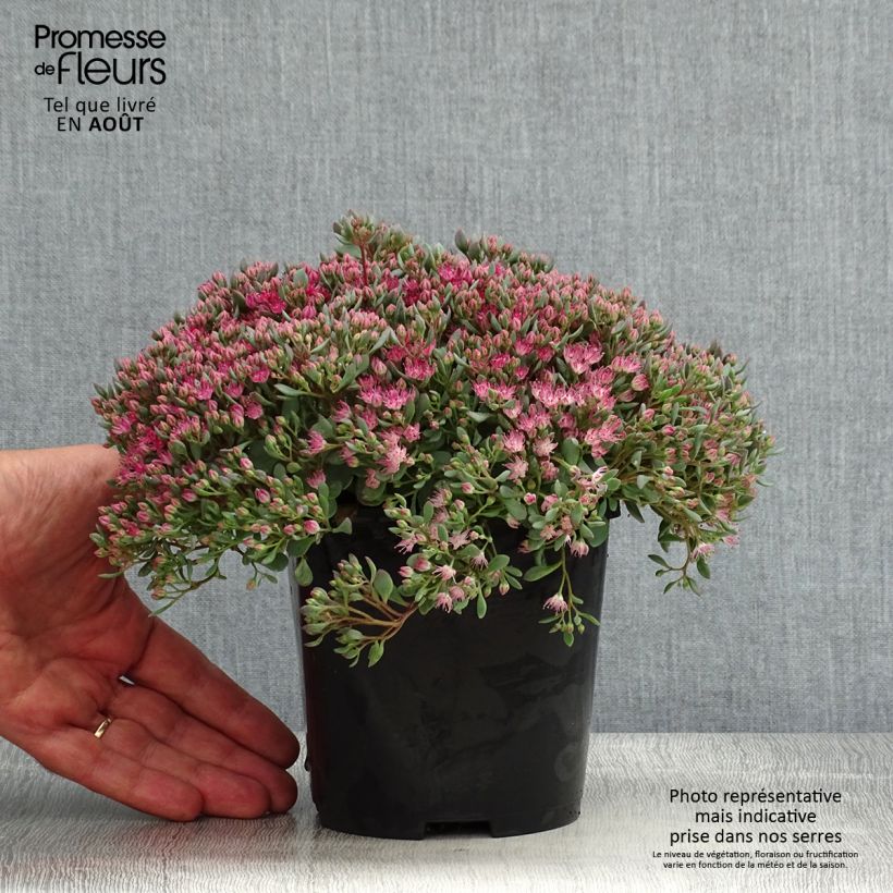 Esemplare di Sedum cauticola Lidakense Vaso da 1,5L/2L consegnato in estate