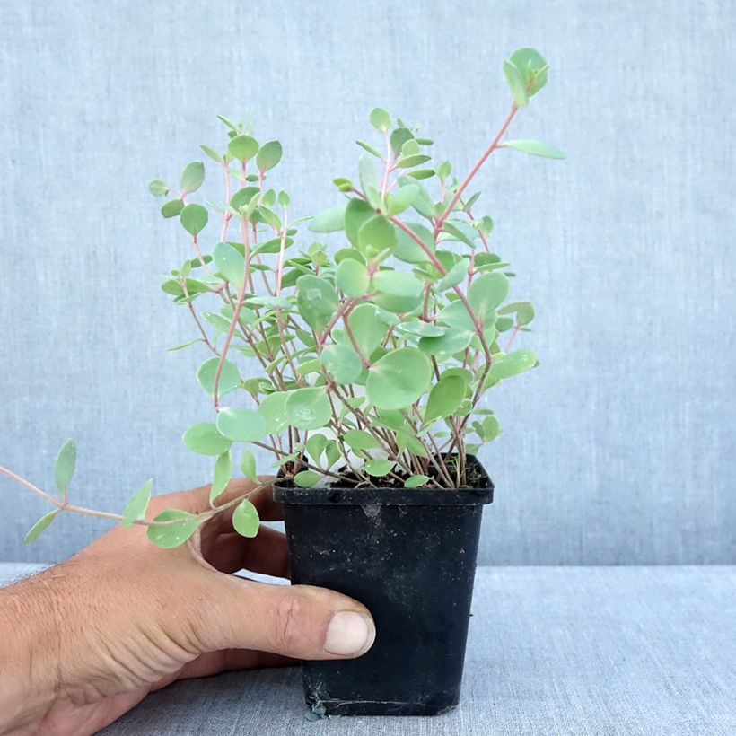 Esemplare di Sedum cauticola Robustum Vasetto da 8/9 cm consegnato in estate