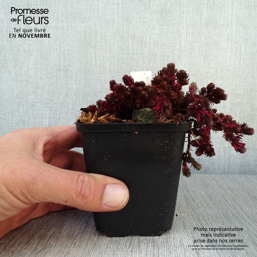 Esemplare di Sedum Chocolate Ball Vasetto da 8/9 cm come consegnato in autunno