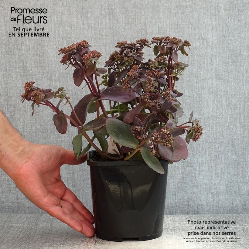 Esemplare di Sedum telephium Chocolate Cherry Vaso da 2L/3L consegnato in estate