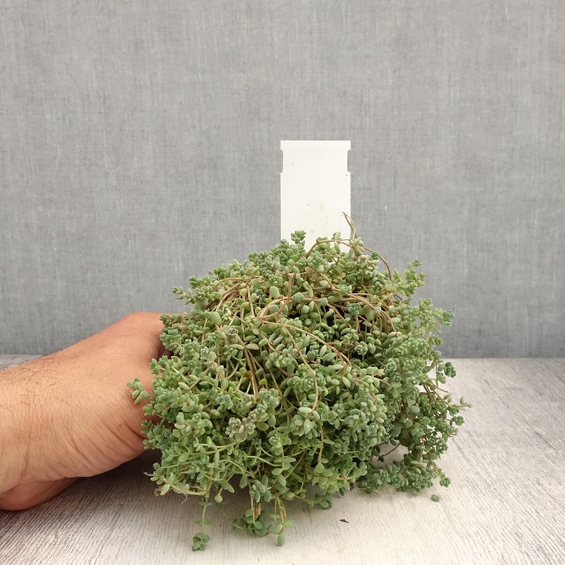 Esemplare di Sedum dasyphyllum - Borracina cinerea Vasetto da 8/9 cm consegnato in estate
