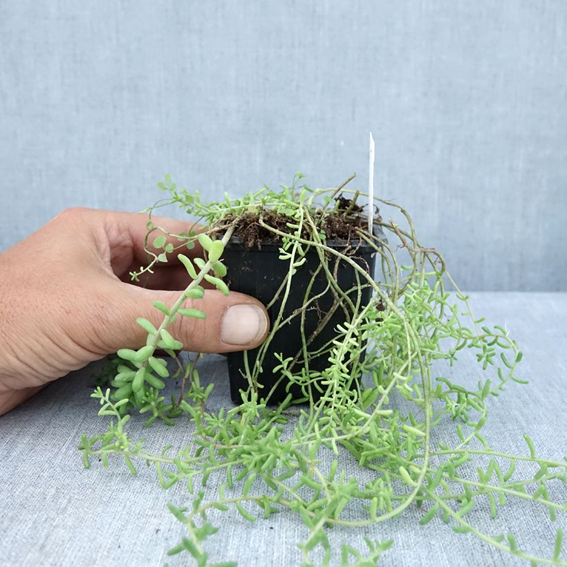 Esemplare di Sedum divergens Vasetto da 8/9 cm consegnato in estate