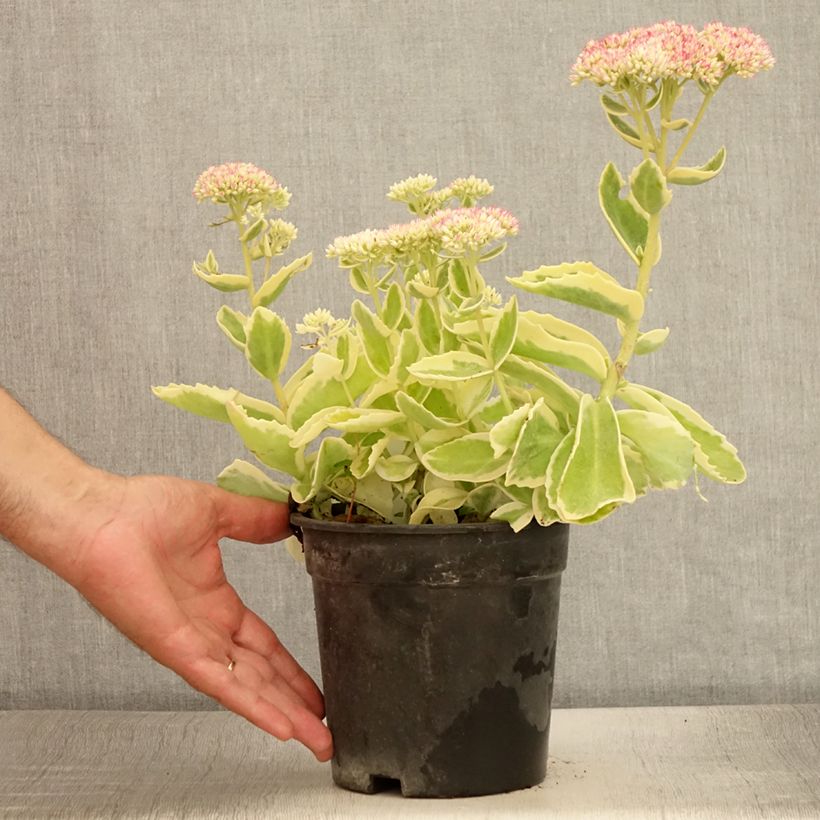 Esemplare di Sedum spectabile Frosted Fire - Borracina Vaso da 2L/3L consegnato in estate