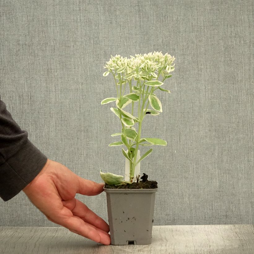 Esemplare di Sedum Frosty Morn Vasetto da 8/9 cm consegnato in estate