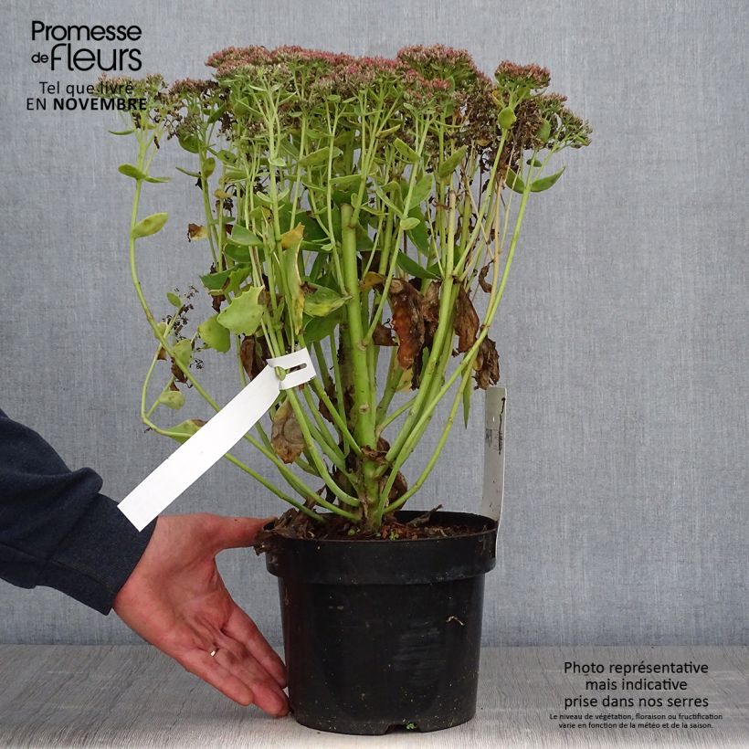 Esemplare di Sedum Herbstfreude Vaso da 3L/4L come consegnato in autunno
