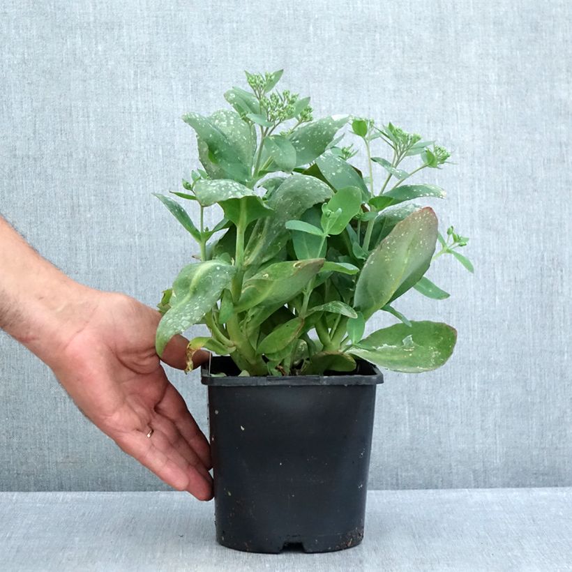 Esemplare di Sedum (x) telephium Class Act Vaso da 1,5L/2L consegnato in estate