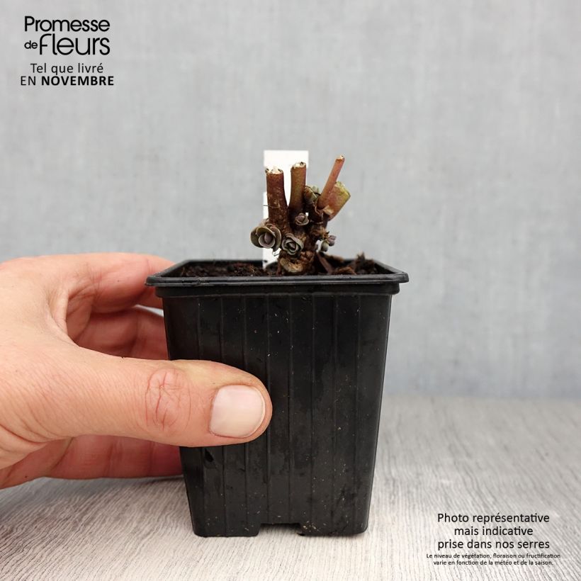 Esemplare di Sedum telephium Thunderhead Vasetto da 8/9 cm come consegnato in autunno
