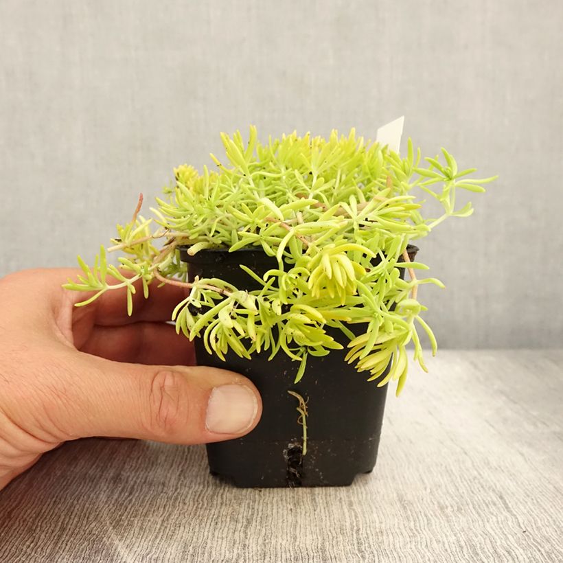 Esemplare di Sedum Lemon Ball Vasetto da 8/9 cm consegnato in estate