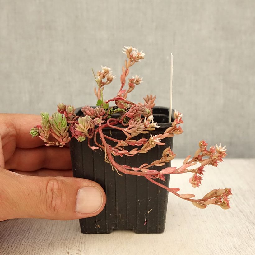 Esemplare di Sedum lydium Glaucum Vasetto da 8/9 cm consegnato in estate