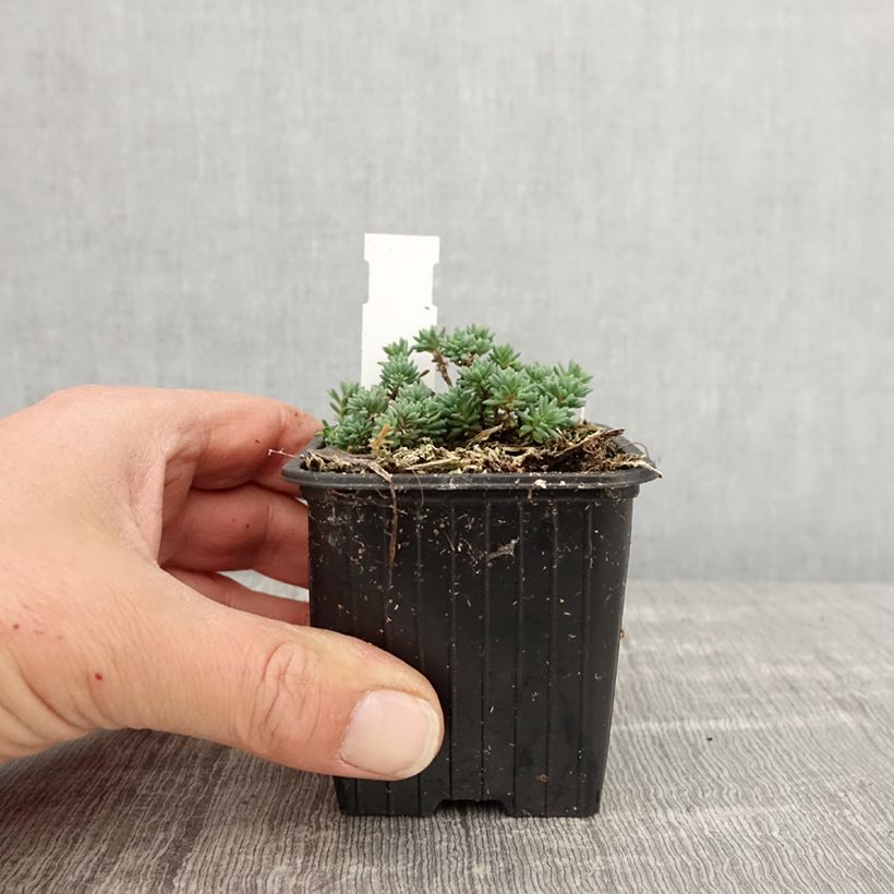 Sedum lydium Glaucum (Sedum hispanicum) - Orpin Godet de 8/9 cm esemplare consegnato in primavera