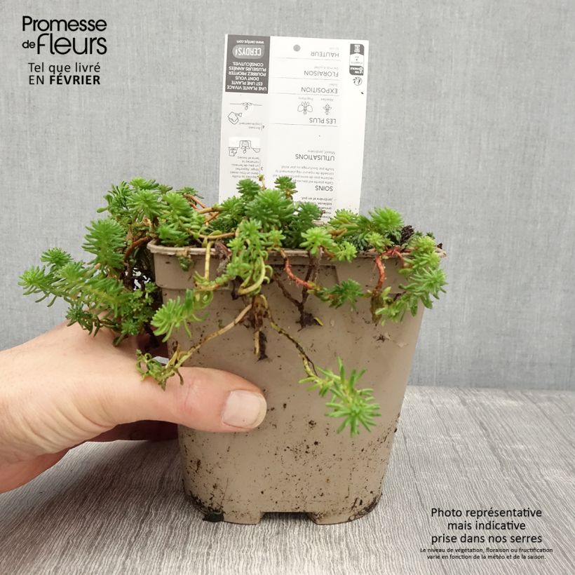 Sedum pulchellum - Orpin Pot de 2L/3L esemplare consegnato in inverno