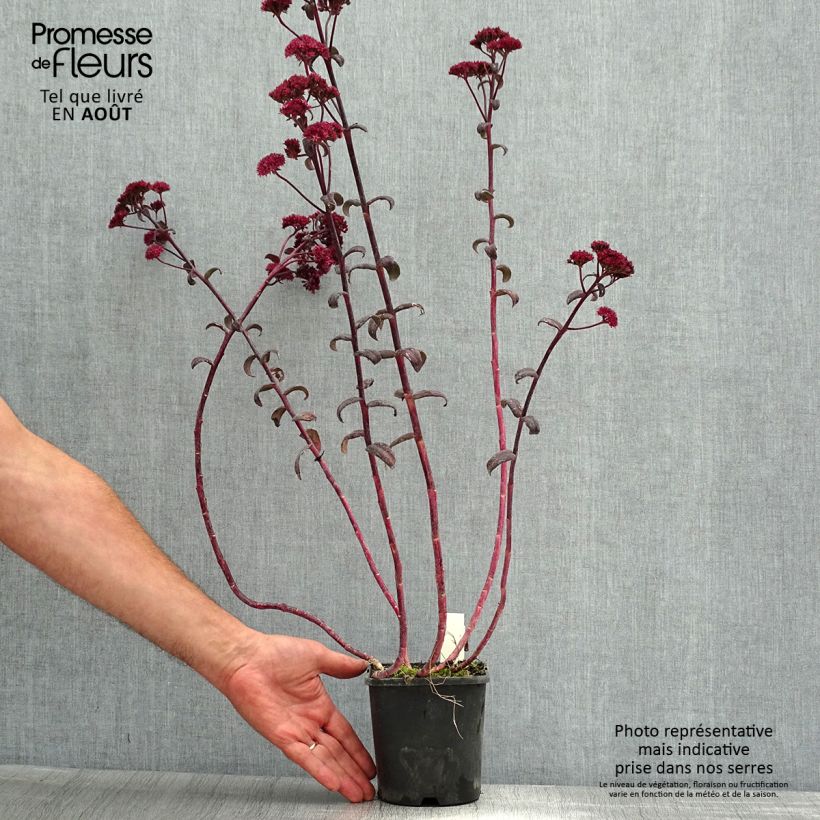 Esemplare di Sedum spectabile Purple Emperor - Borracina Vaso da 1,5L/2L consegnato in estate