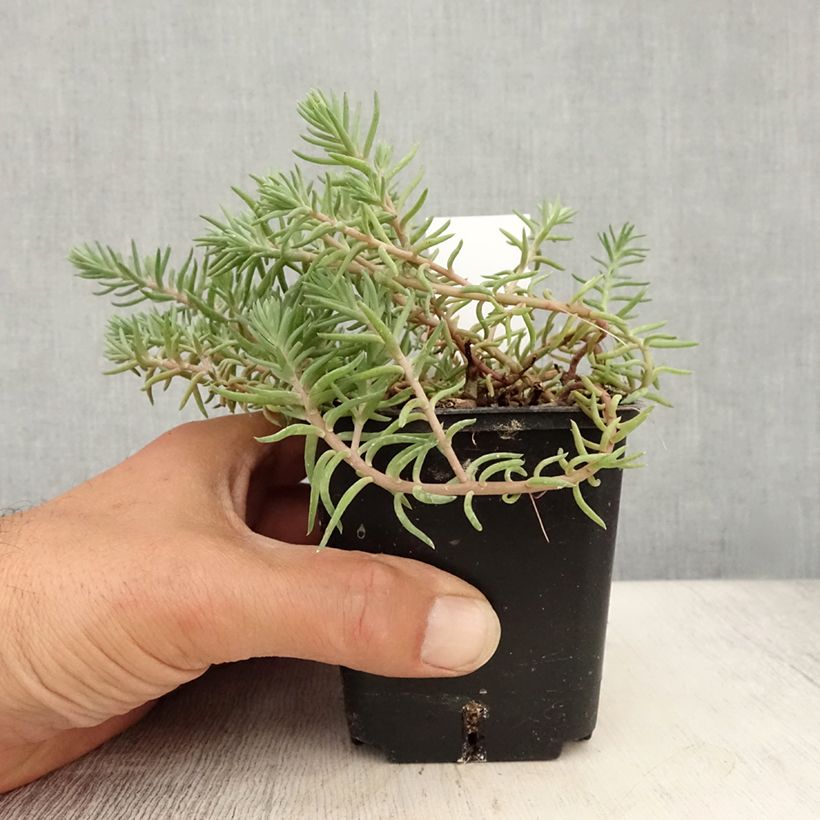 Esemplare di Sedum reflexum Blue Spruce - Borracina rupestre Vasetto da 8/9 cm consegnato in estate