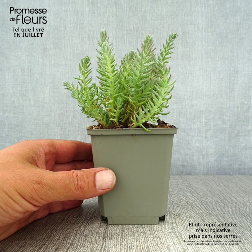 Esemplare di Sedum reflexum - Borracina rupestre Vasetto da 8/9 cm consegnato in estate
