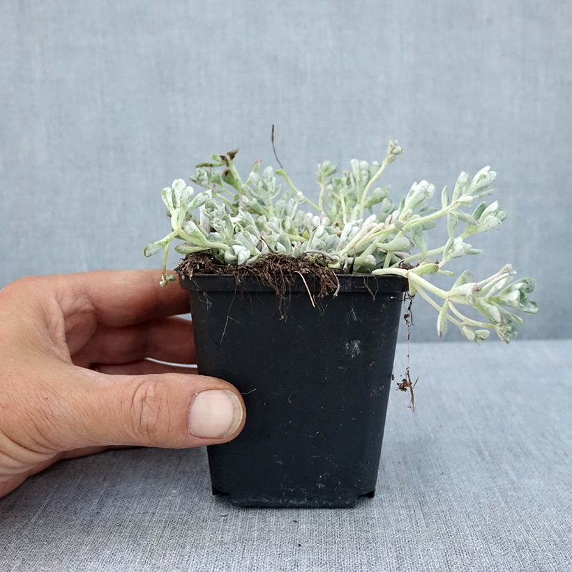 Esemplare di Sedum spathulifolium Cape Blanco Vasetto da 8/9 cm consegnato in estate