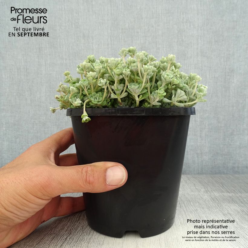 Esemplare di Sedum spathulifolium Cape Blanco Vaso da 1,5L/2L consegnato in estate
