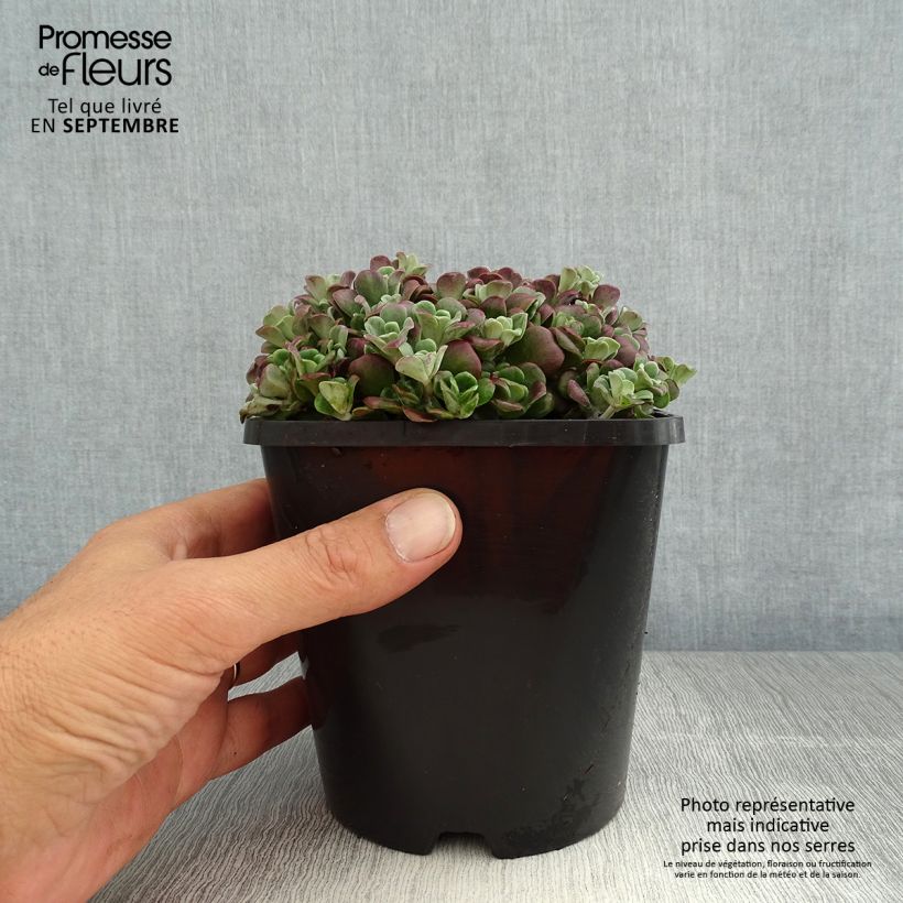 Esemplare di Sedum spathulifolium Purpureum Vaso da 2L/3L consegnato in estate