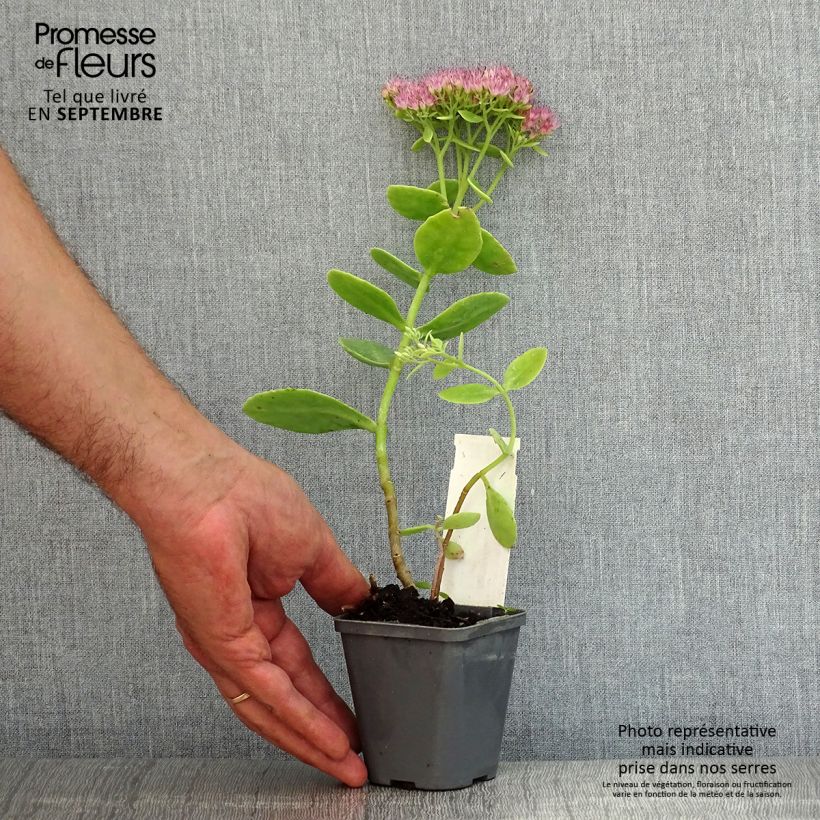 Esemplare di Sedum spectabile Brilliant - Borracina Vasetto da 8/9 cm consegnato in estate
