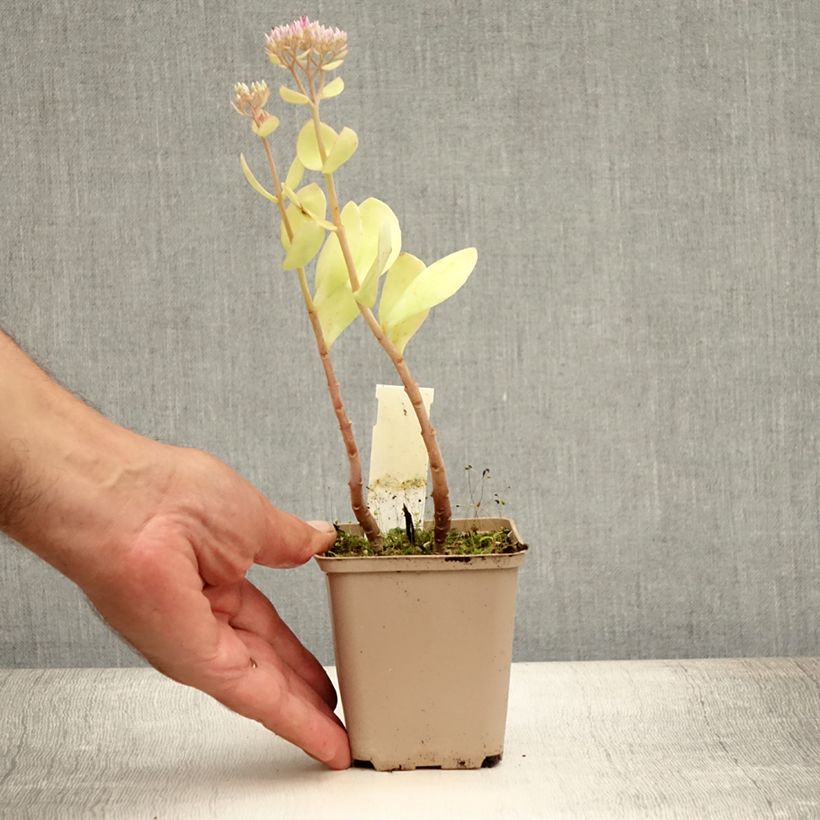Esemplare di Sedum spectabile Meteor - Borracina Vasetto da 8/9 cm consegnato in estate
