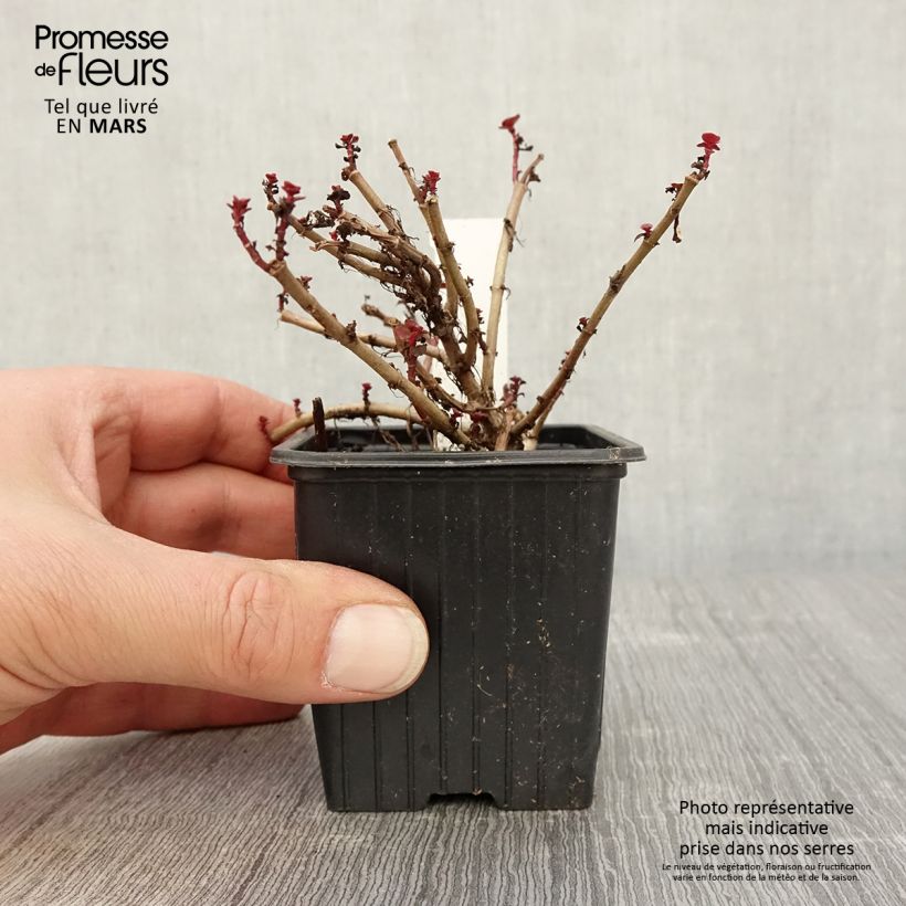 Sedum spurium Dragon Blood (schorbuser blüt) - Orpin Godet de 8/9 cm esemplare consegnato in primavera