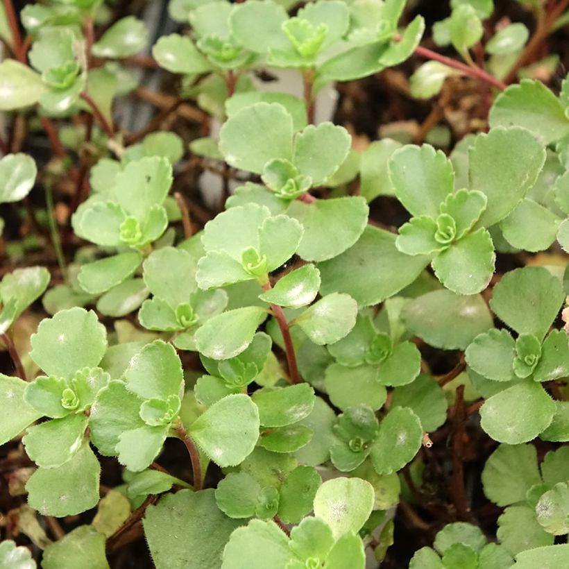 Sedum spurium Dragon Blood (Fogliame)