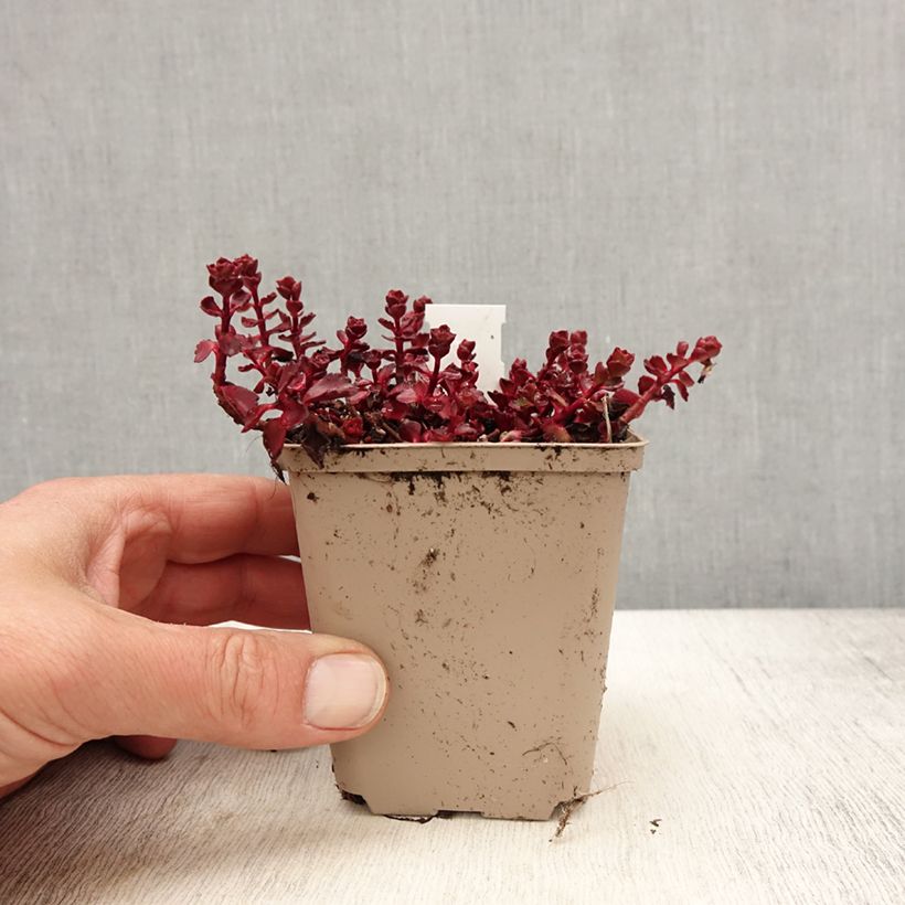 Sedum spurium Fuldaglut - Orpin Godet de 8/9 cm esemplare consegnato in primavera