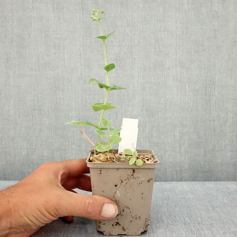 Esemplare di Sedum Sunkissed Vasetto da 8/9 cm consegnato in estate