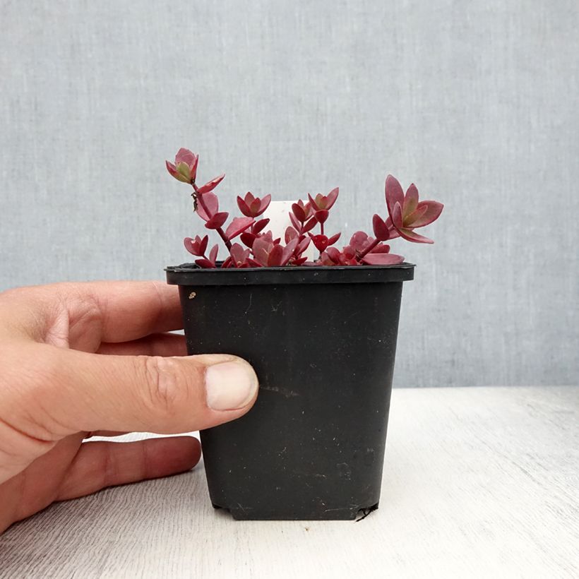 Esemplare di Sedum Sunsparkler Blue Pearl Vasetto da 8/9 cm consegnato in estate