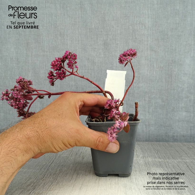 Esemplare di Sedum Sunsparkler Cherry Tart Vasetto da 8/9 cm consegnato in estate