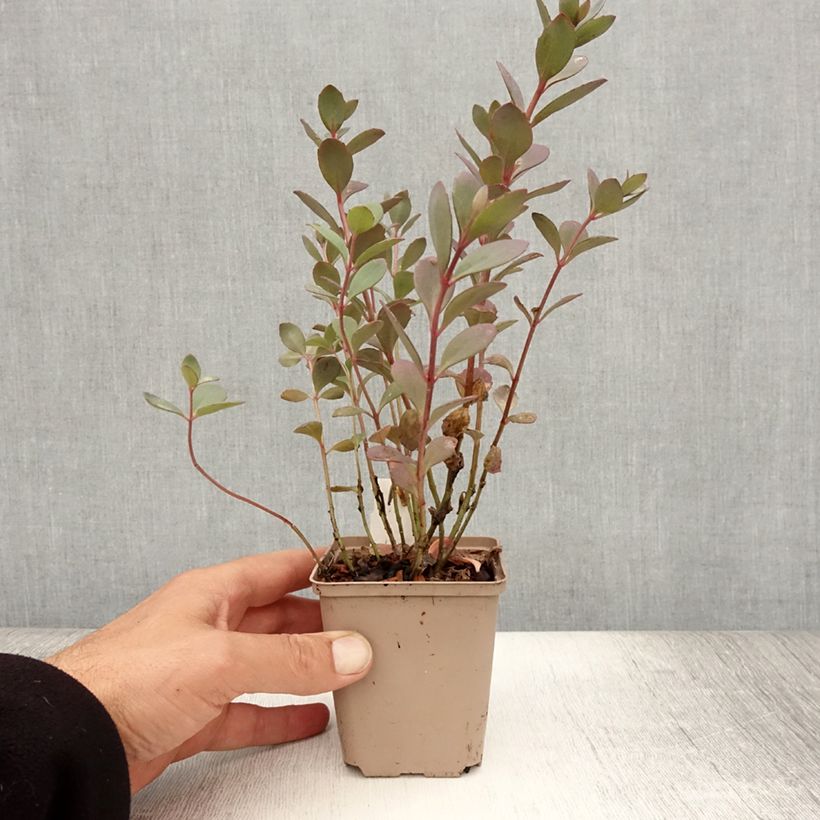 Esemplare di Sedum Sunsparkler Plum Dazzled Vasetto da 8/9 cm consegnato in estate