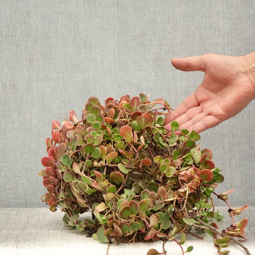 Esemplare di Sedum tetractinum Coral Reef Vaso da 2L/3L consegnato in estate