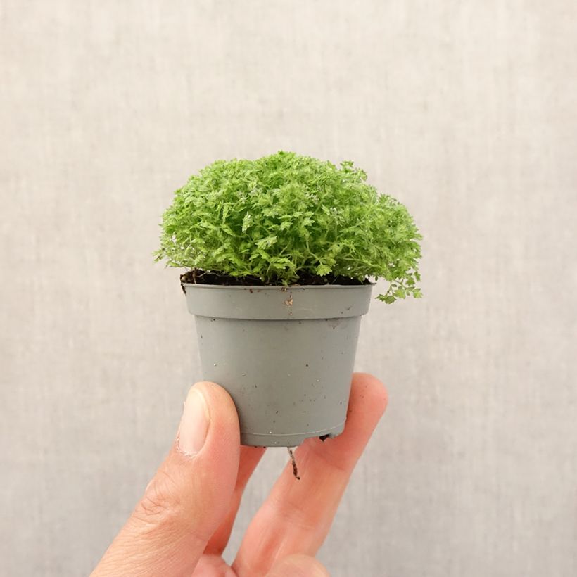 Selaginella apoda - Motte 5 cm x 7 cm esemplare consegnato in primavera