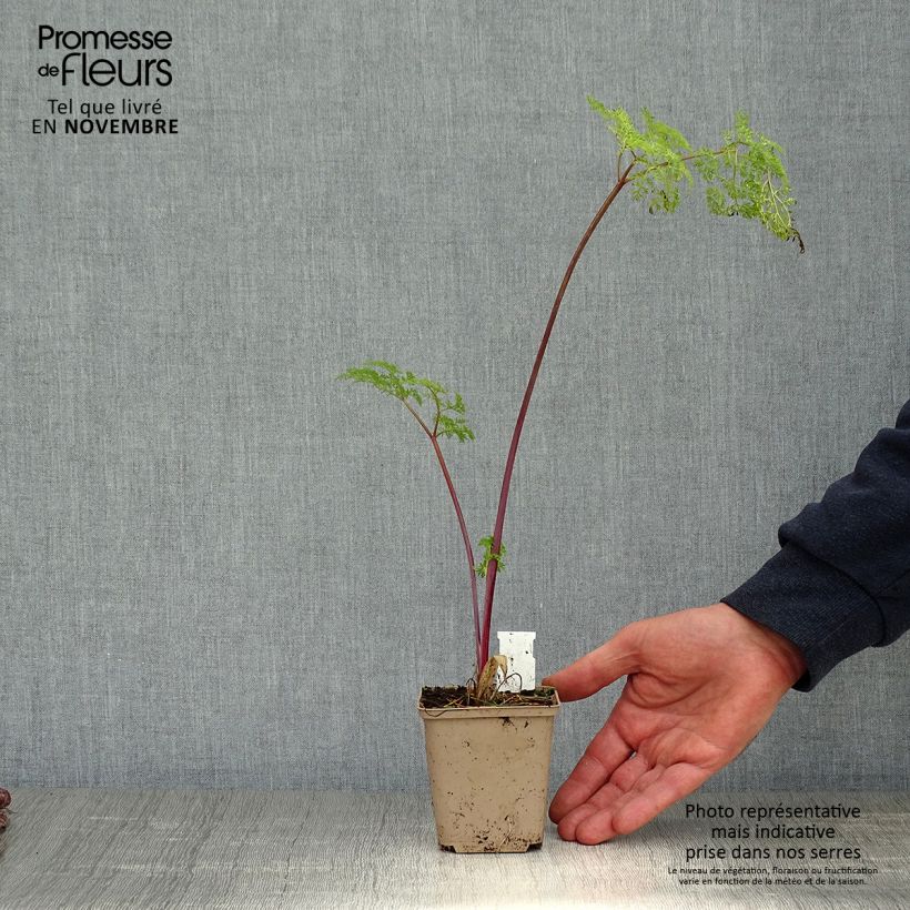 Esemplare di Selinum wallichianum Vasetto da 8/9 cm come consegnato in autunno