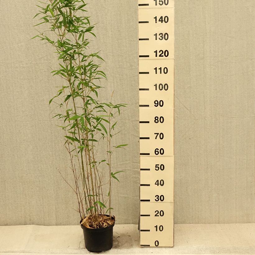 Esemplare di Semiarundinaria makinoi Vaso da 4L/5L consegnato in estate