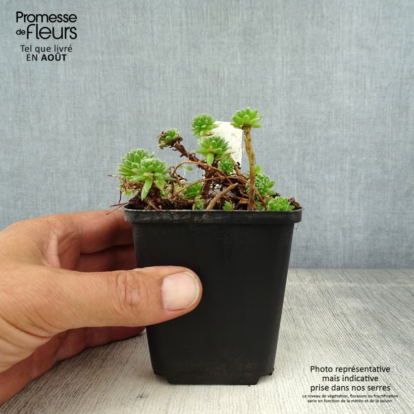 Esemplare di Sempervivum arachnoideum - Semprevivo ragnateloso Vasetto da 8/9 cm consegnato in estate