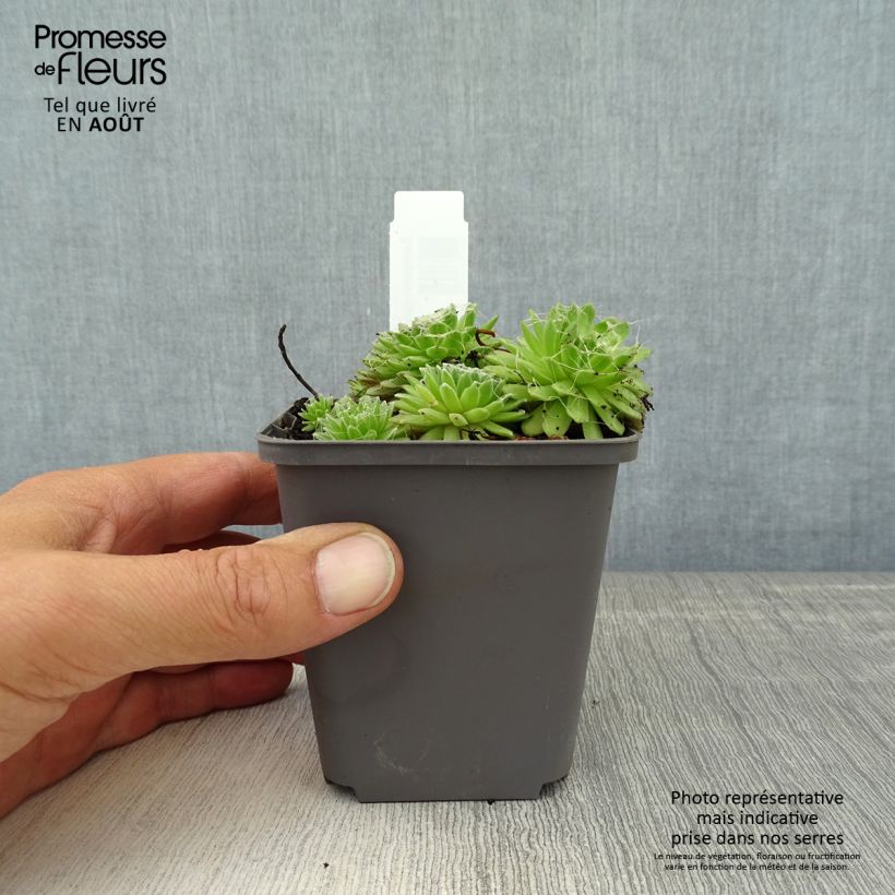 Esemplare di Sempervivum arachnoideum Rubrum - Semprevivo ragnateloso Vasetto da 8/9 cm consegnato in estate