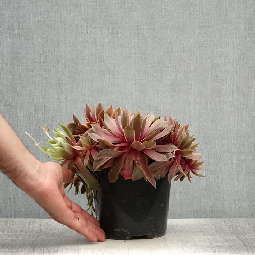 Esemplare di Sempervivum (BigSam series) Ruby Star - Semprevivo Vaso da 3L/4L consegnato in estate