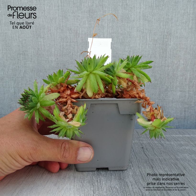 Esemplare di Sempervivum Chick Charms Appletini - Semprevivo Vaso da Ø 10 cm/11 cm consegnato in estate