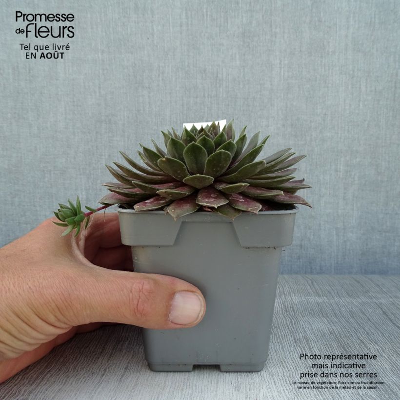 Esemplare di Sempervivum Chick Charms CoslicCandy - Semprevivo Vaso da Ø 10 cm/11 cm consegnato in estate