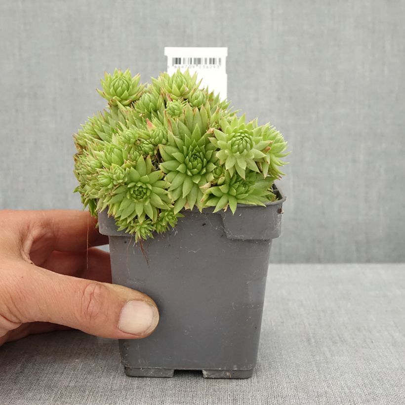 Esemplare di Sempervivum Chick Charms Key Lime Kiss - Semprevivo Vaso da Ø 10 cm/11 cm consegnato in estate