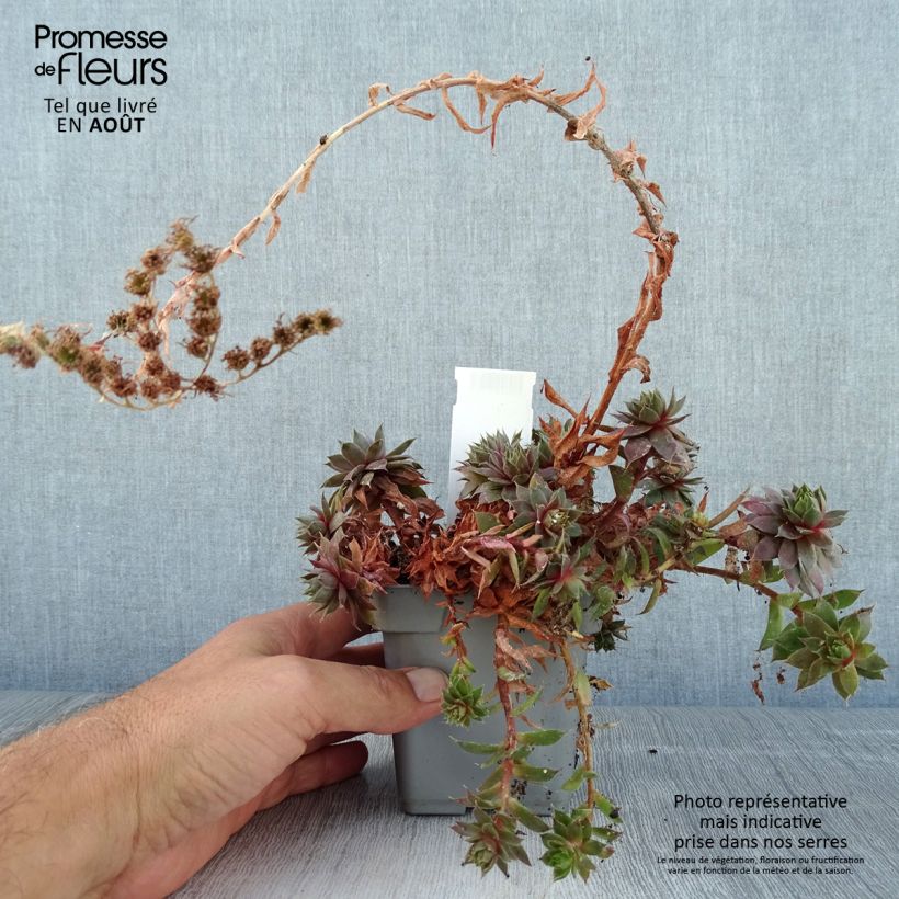 Esemplare di Sempervivum Chick Charms Plum Perfect - Semprevivo Vaso da Ø 10 cm/11 cm consegnato in estate