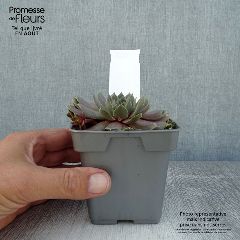 Esemplare di Sempervivum Chick Charms Berry Blues - Semprevivo Vaso da Ø 10 cm/11 cm consegnato in estate