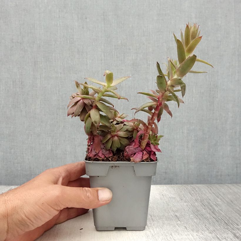 Esemplare di Sempervivum Chick Charms Bing Cherry - Semprevivo Vaso da Ø 10 cm/11 cm consegnato in estate