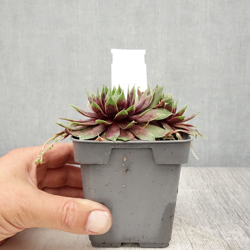 Esemplare di Sempervivum Chick Charms Cranberry Cocktail - Semprevivo Vaso da Ø 10 cm/11 cm consegnato in estate
