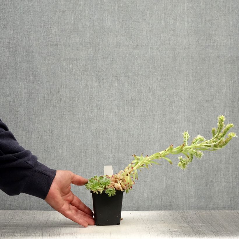 Esemplare di Sempervivum ciliosum var. borisii Vasetto da 8/9 cm consegnato in estate