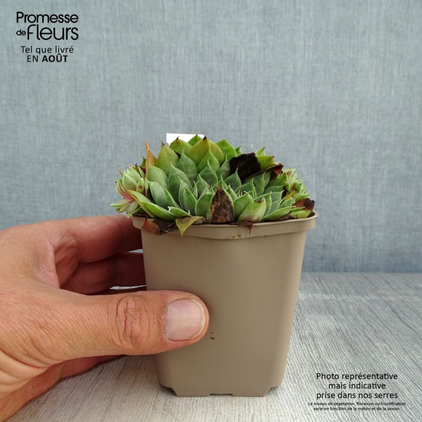 Esemplare di Sempervivum Commander Hay - Semprevivo Vasetto da 8/9 cm consegnato in estate