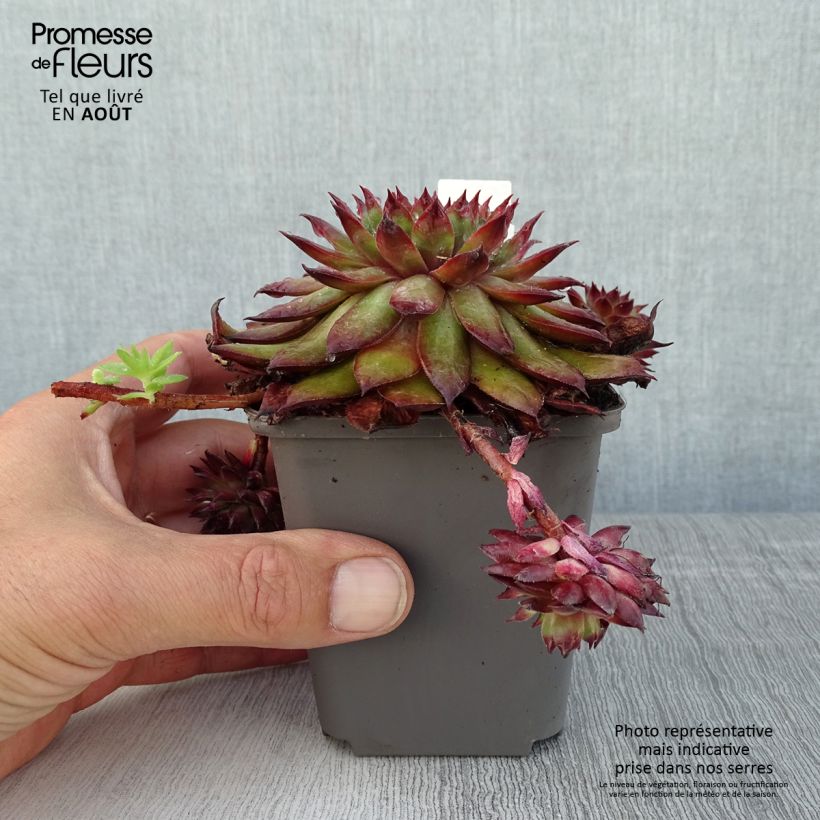 Esemplare di Sempervivum Dark Beauty - Semprevivo Vasetto da 8/9 cm consegnato in estate