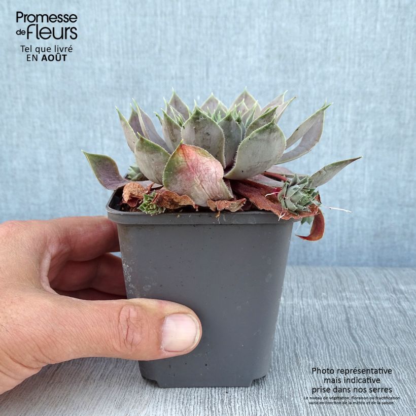 Esemplare di Sempervivum Feldmaier - Semprevivo Vasetto da 8/9 cm consegnato in estate